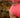 High Tide Bottoms | Hot Pink